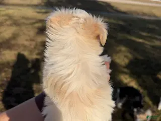 Miniature Schnauzer dogs for sale: Olive - Ad 3