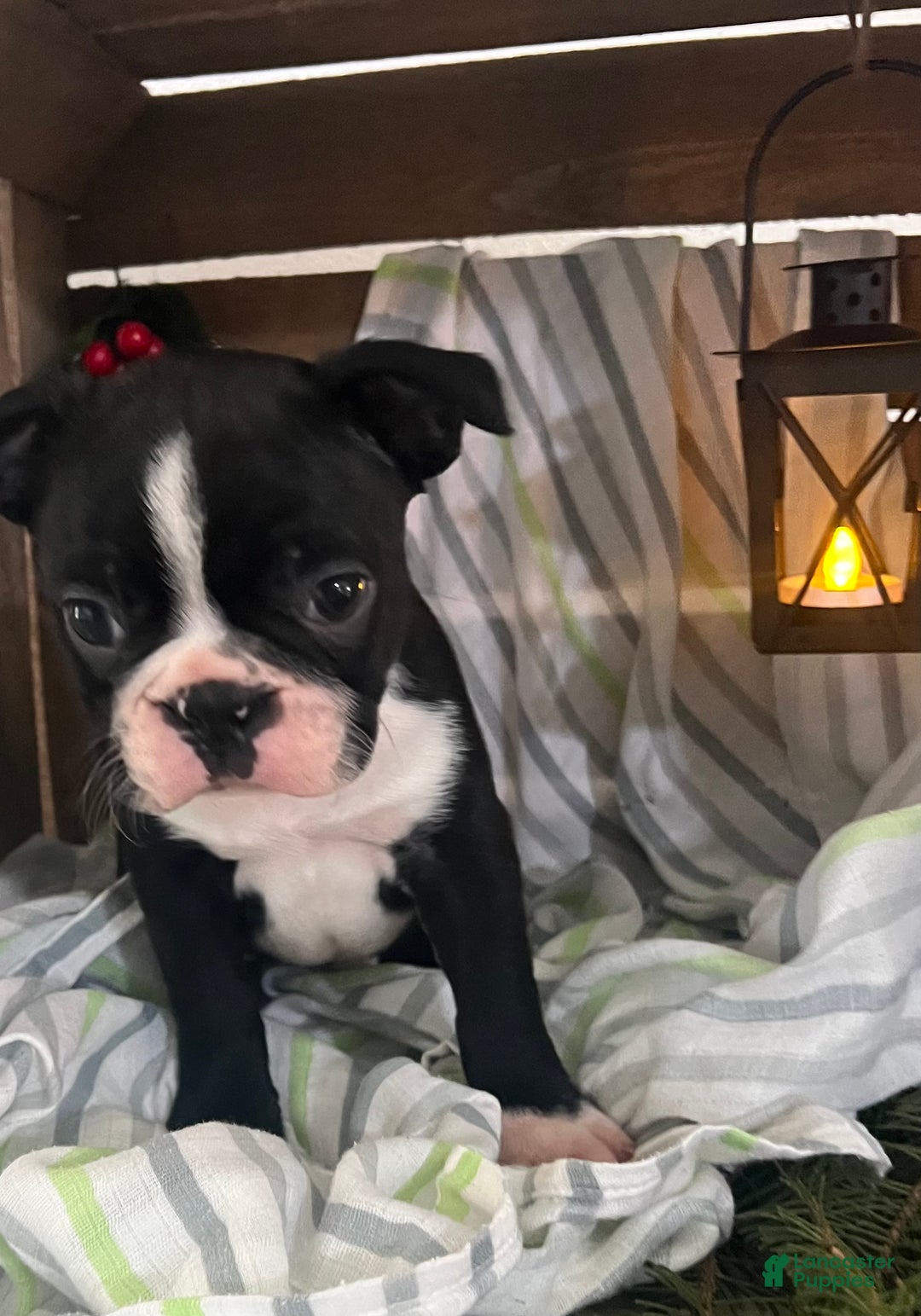 Boston Terrier dogs for sale: Max - Ad 5
