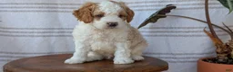 Cavapoo dogs for sale: Macy - Ad 8