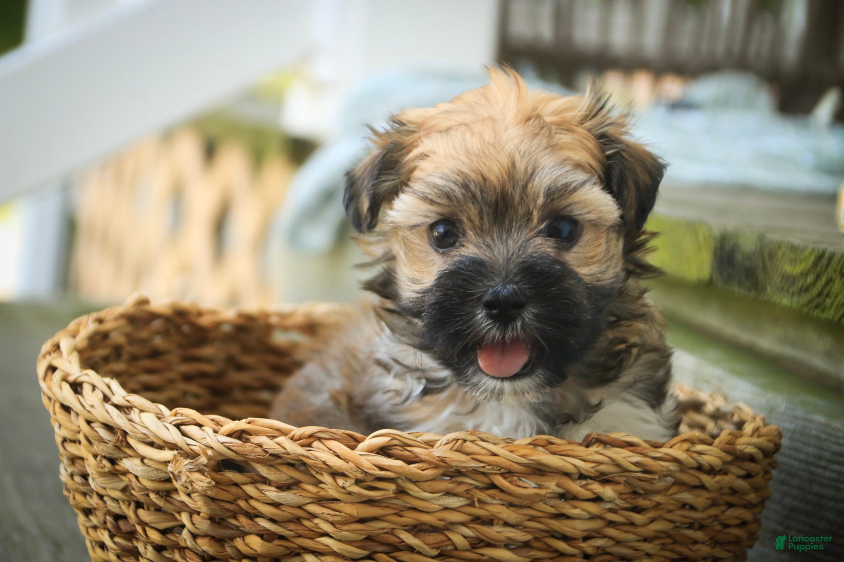 Havanese dogs Athena Havanese  - Ad 1