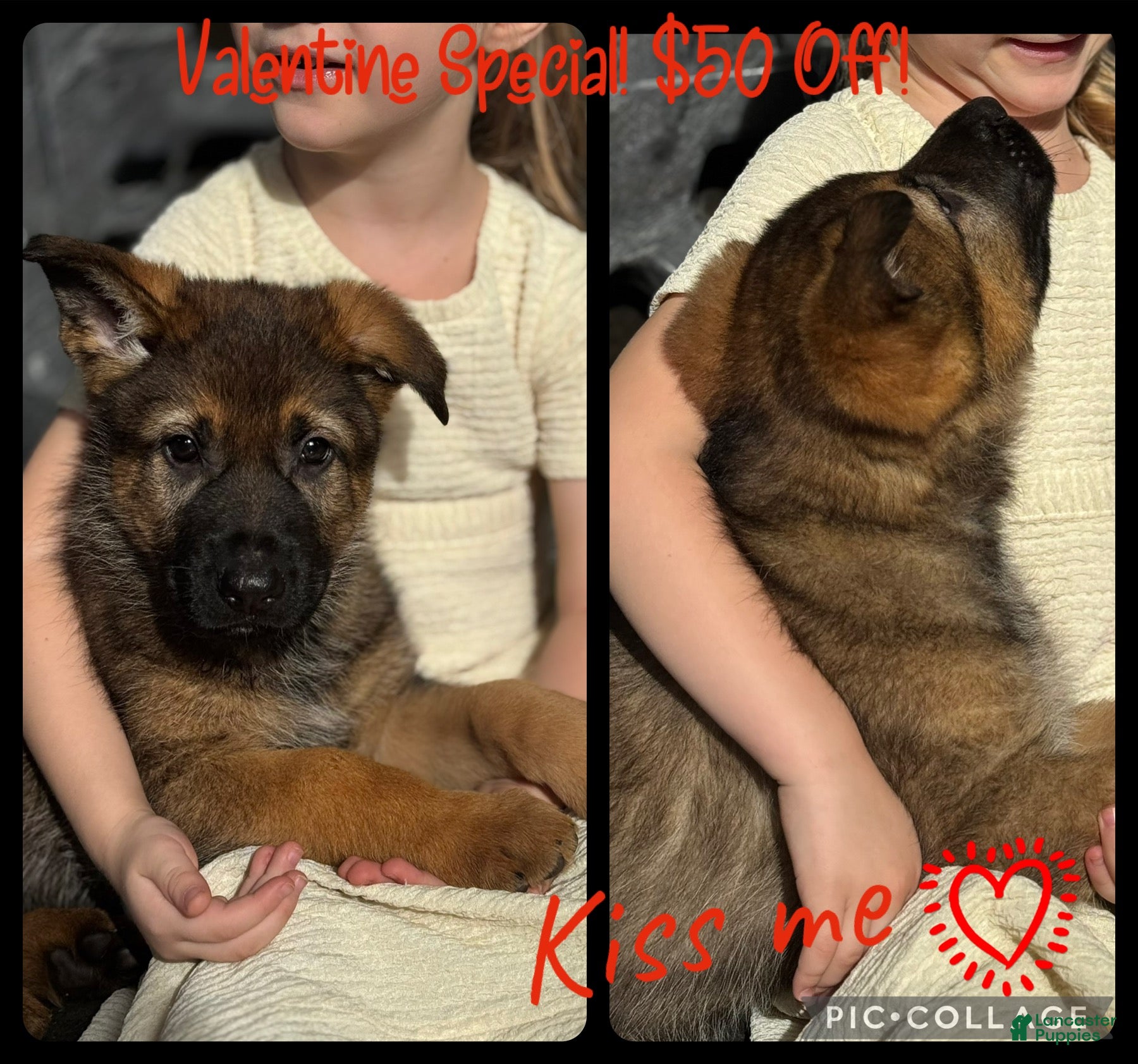 German Shepherd dogs Branson - Ad 18