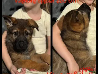 German Shepherd dogs Branson - Ad 18