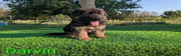 German Shepherd dogs for sale: Darvin - Ad 5