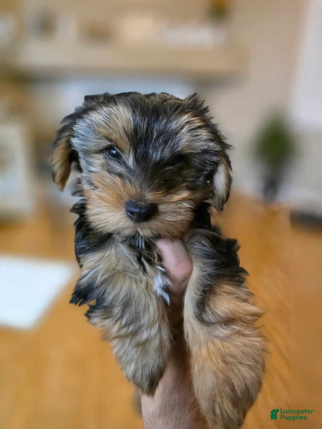 Yorkshire Terrier dogs for sale: COPPER - Ad 2