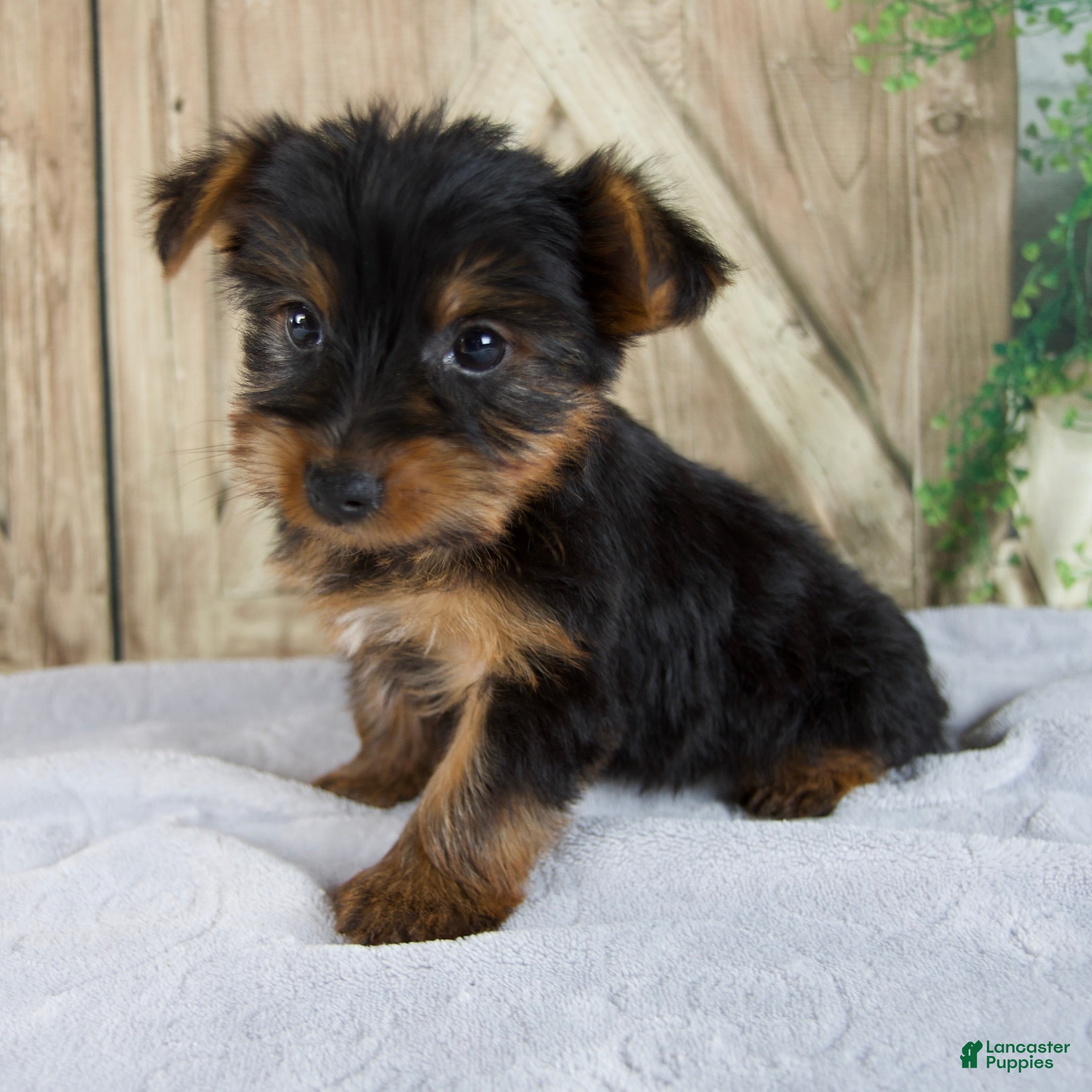 Yorkshire Terrier dogs Sophie - Ad 2
