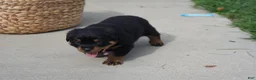 Rottweiler dogs for sale: Abby - Ad 5