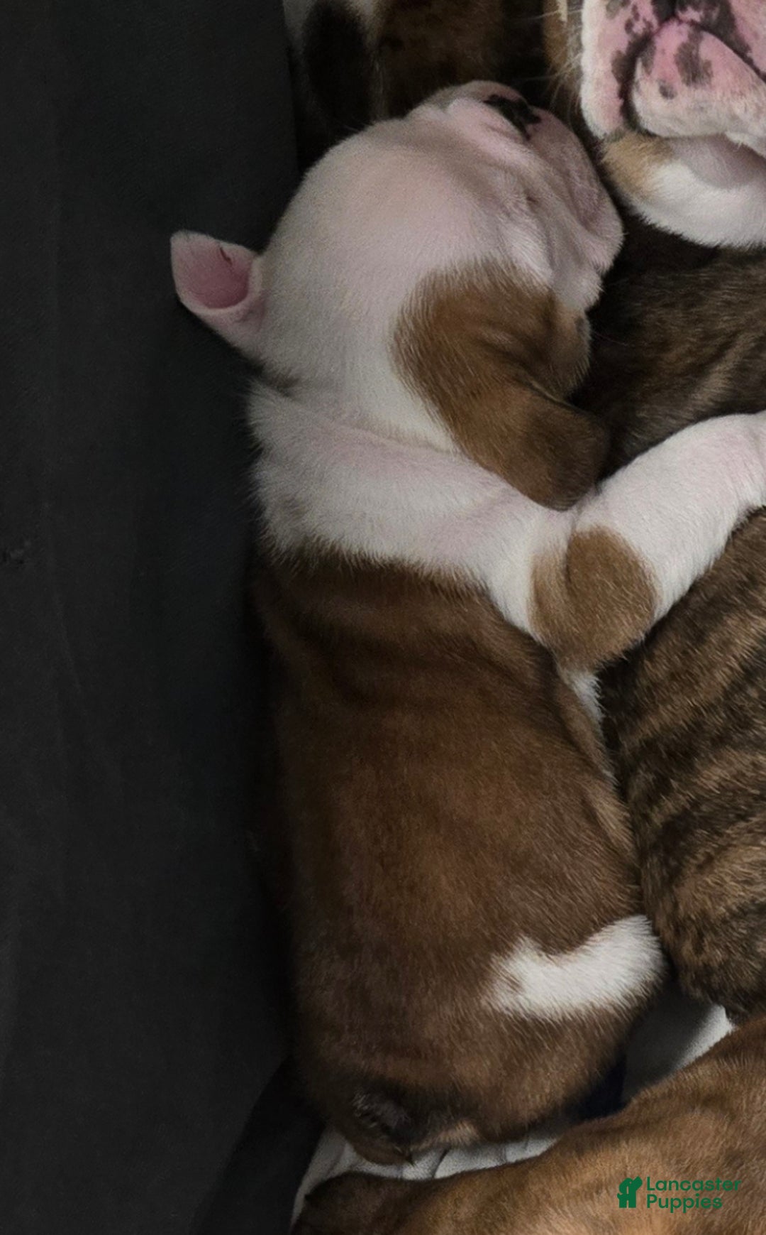 English Bulldog dogs for sale: Linus - Ad 7