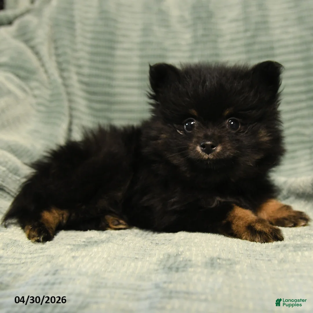 Mixed Breed dogs for sale: Cooper - Ad 2