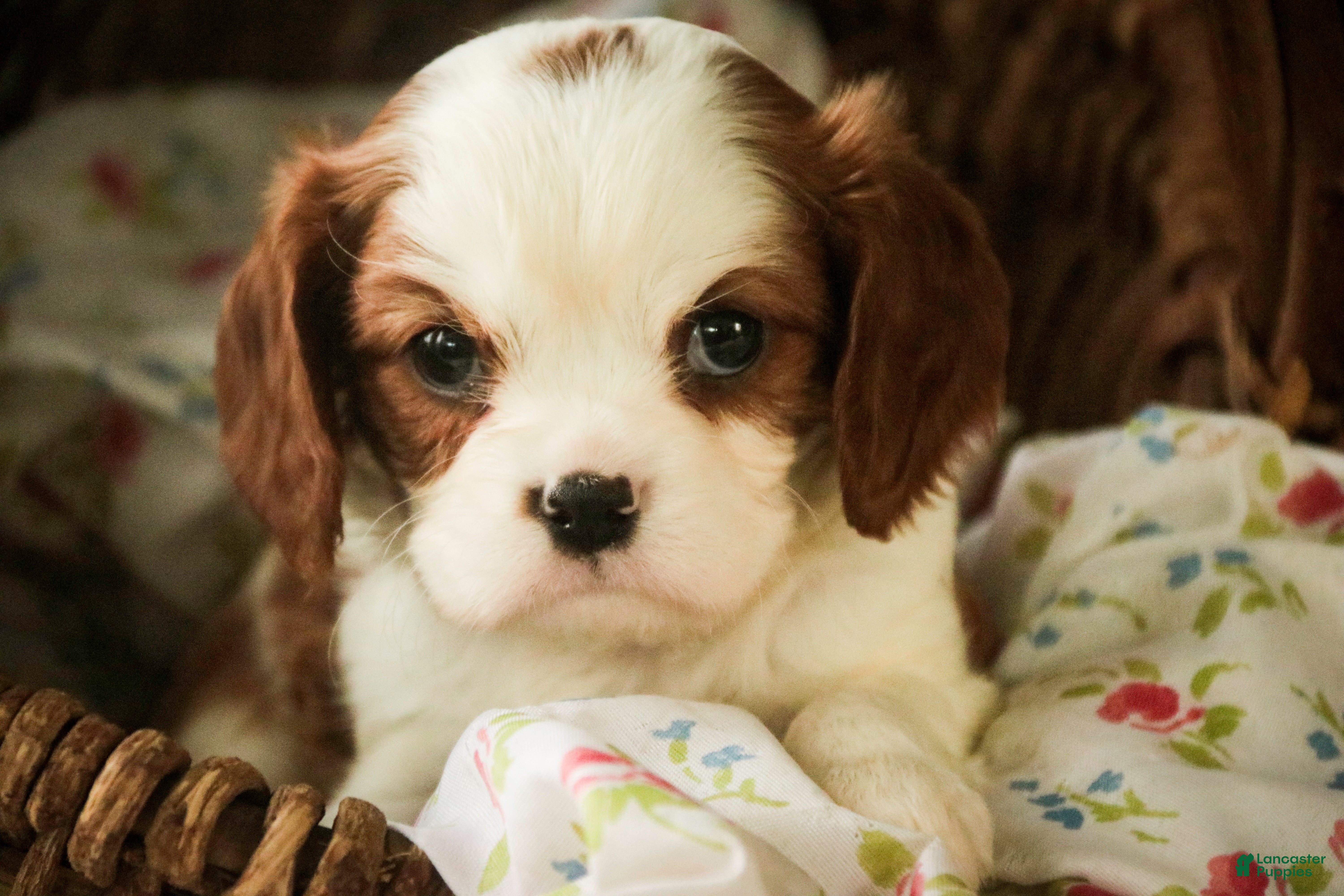 Cavalier King Charles Spaniel dogs Dandelion - Ad 1