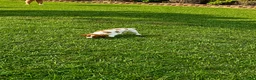 Brittany Spaniel dogs for sale: Tug - Ad 6