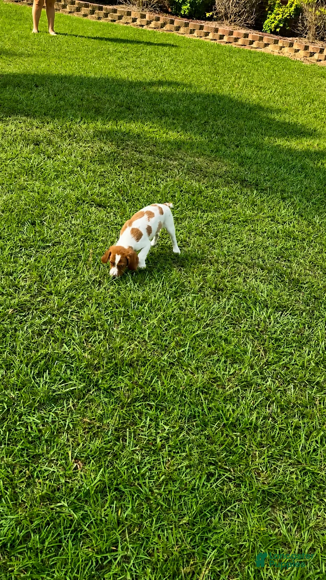 Brittany Spaniel dogs for sale: Tug - Ad 6
