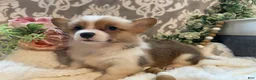 Welsh Corgi Pembroke dogs for sale: Summer - Ad 10