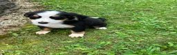 Bernese Mountain Dog dogs for sale: Akc Ranger - Ad 2