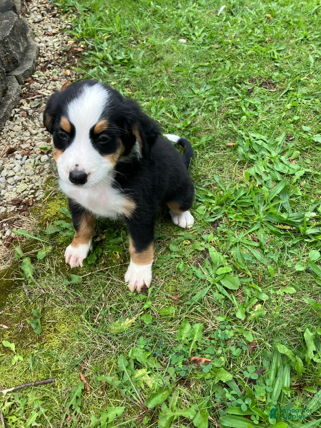 Bernese Mountain Dog dogs for sale: Akc Ranger - Ad 2