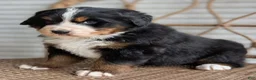 Bernese Mountain Dog dogs for sale: Hazel - Ad 8