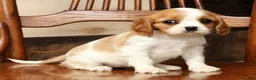 Cavalier King Charles Spaniel dogs for sale: Piper - Ad 9