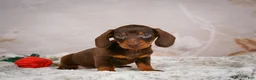 Miniature Dachshund dogs for sale: Sawyer - Ad 8