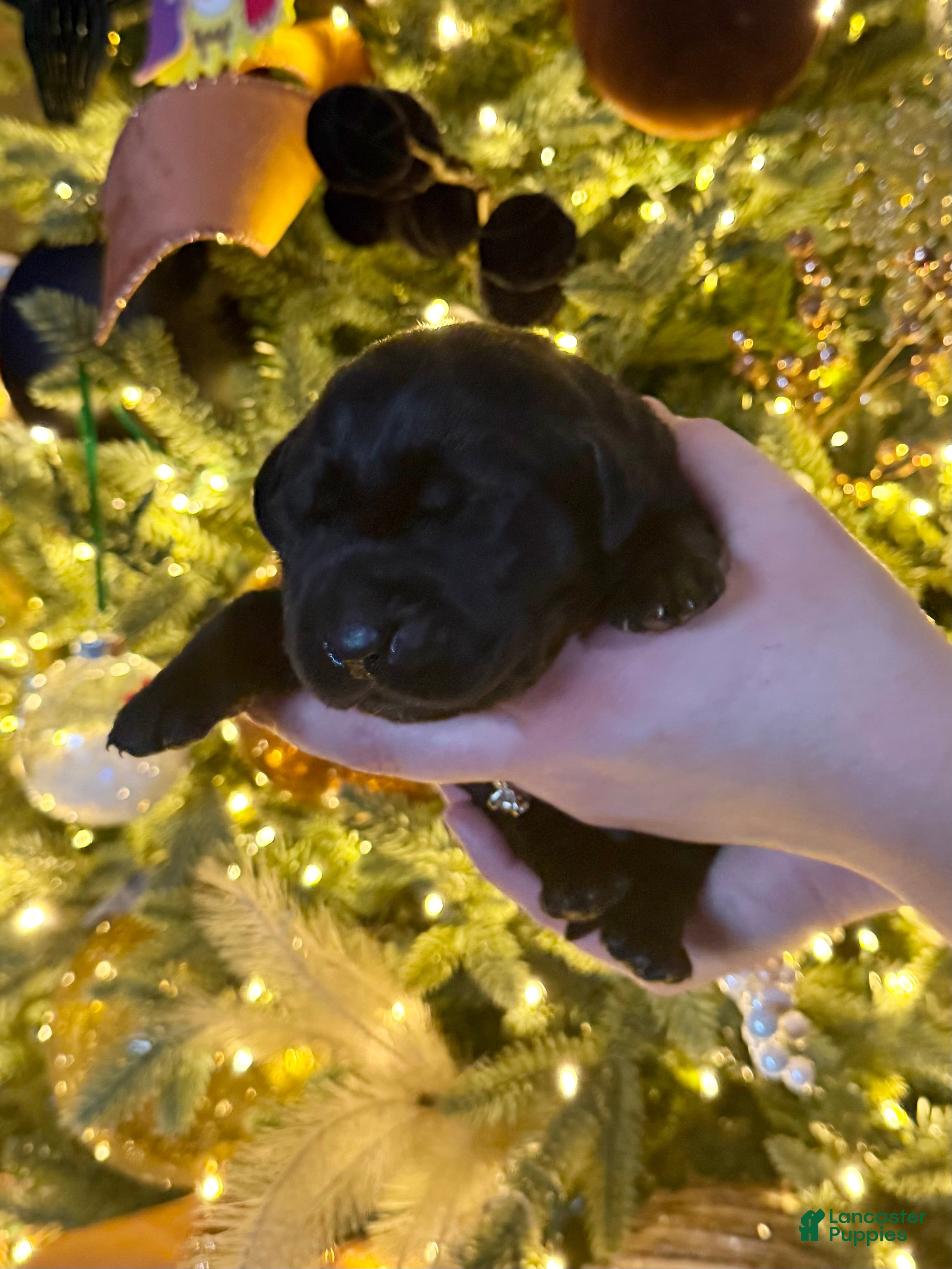 Labrador Retriever dogs Labrador Retriever Puppy 3 - Ad 4