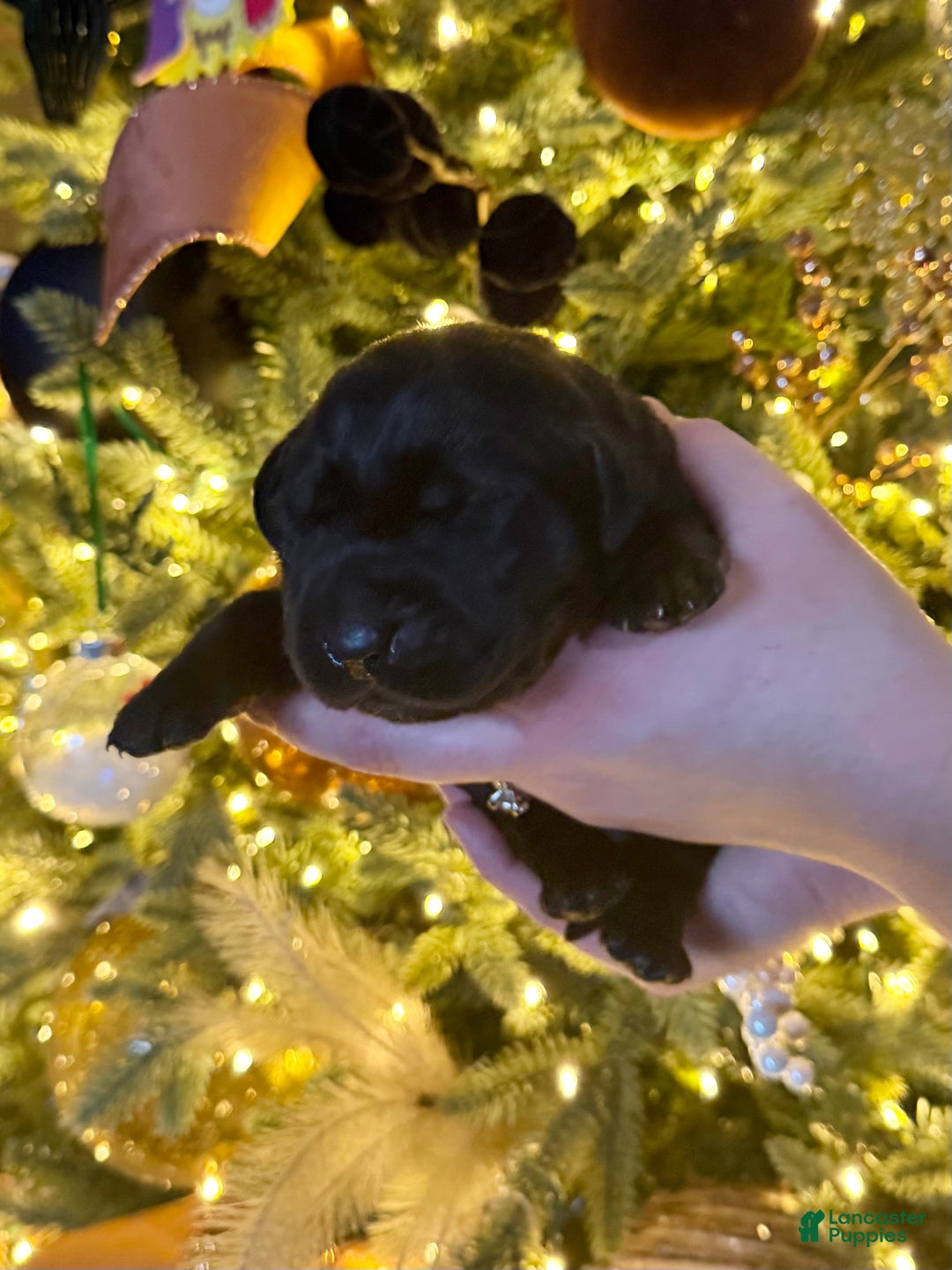 Labrador Retriever dogs for sale: Labrador Retriever Puppy 3 - Ad 1