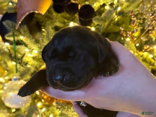 Labrador Retriever dogs Labrador Retriever Puppy 3 - Ad 16
