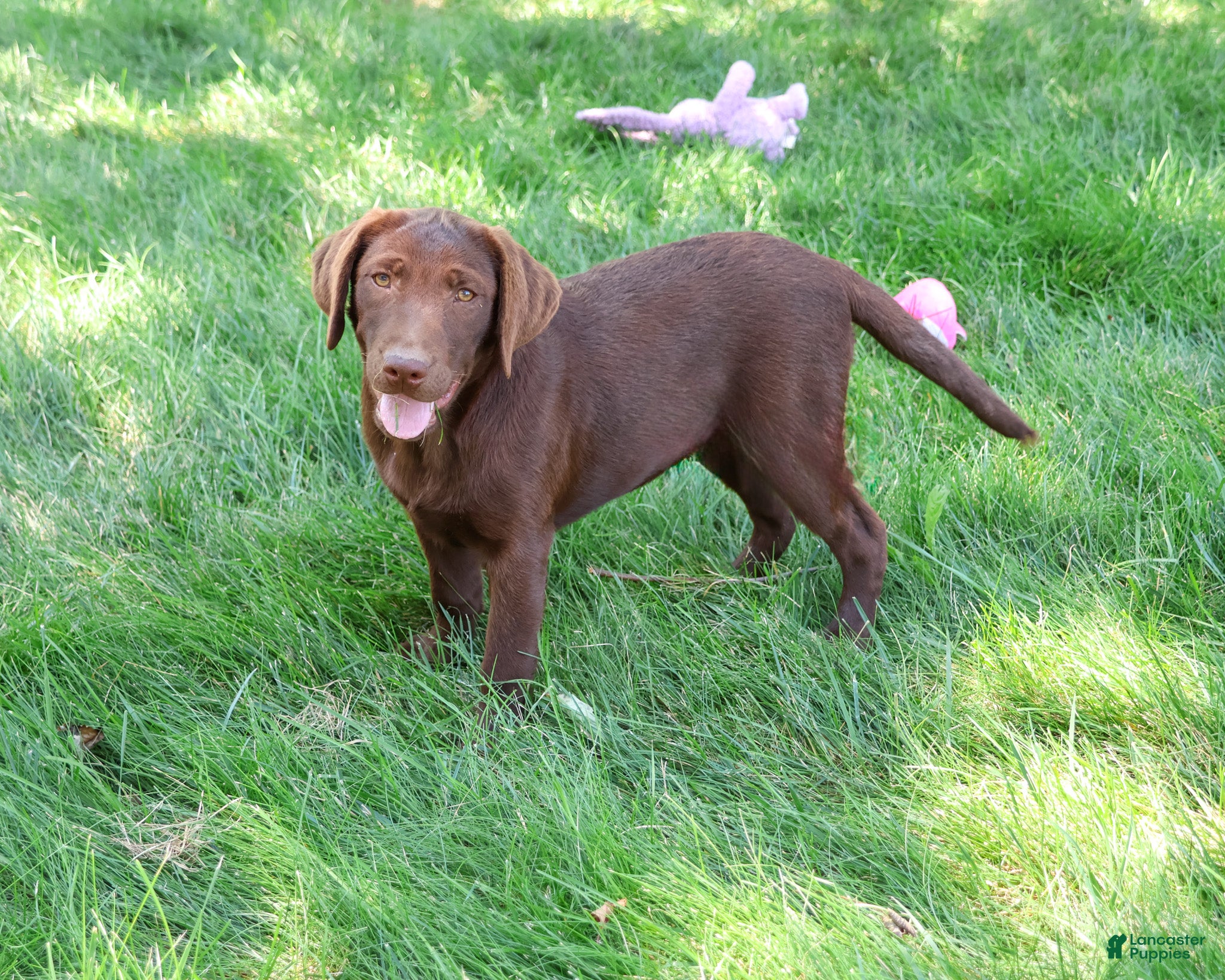 Labrador Retriever dogs Coco - Ad 1