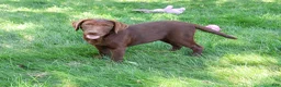 Labrador Retriever dogs for sale: Coco - Ad 1