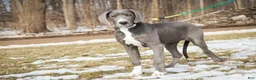 Great Dane dogs for sale: Liberty - Ad 5
