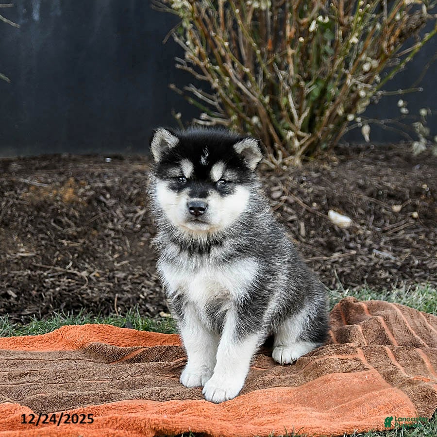 Alaskan Malamute dogs Jovi - Ad 1