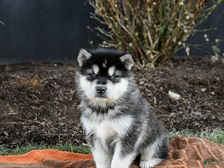 Alaskan Malamute dogs Jovi - Ad 1