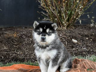 Alaskan Malamute dogs Jovi - Ad 3