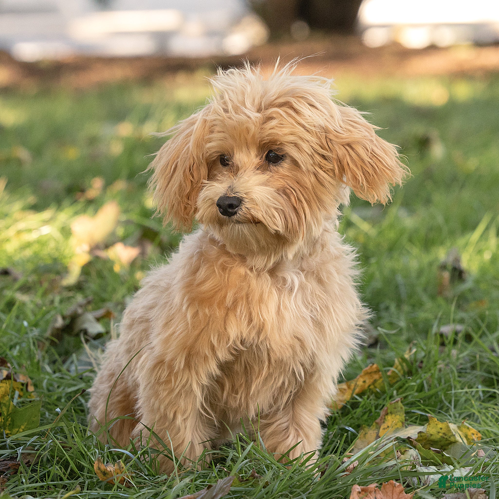 Maltipoo dogs for sale: Nacho Maltipoo Puppy  - Ad 1