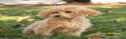 Maltipoo dogs for sale: Nacho Maltipoo Puppy  - Ad 1