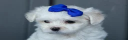 Maltese dogs for sale: OREO - Ad 12