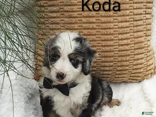 Mini Bernedoodle dogs Koda Blue eyes 😷🤣😂😇 - Ad 33