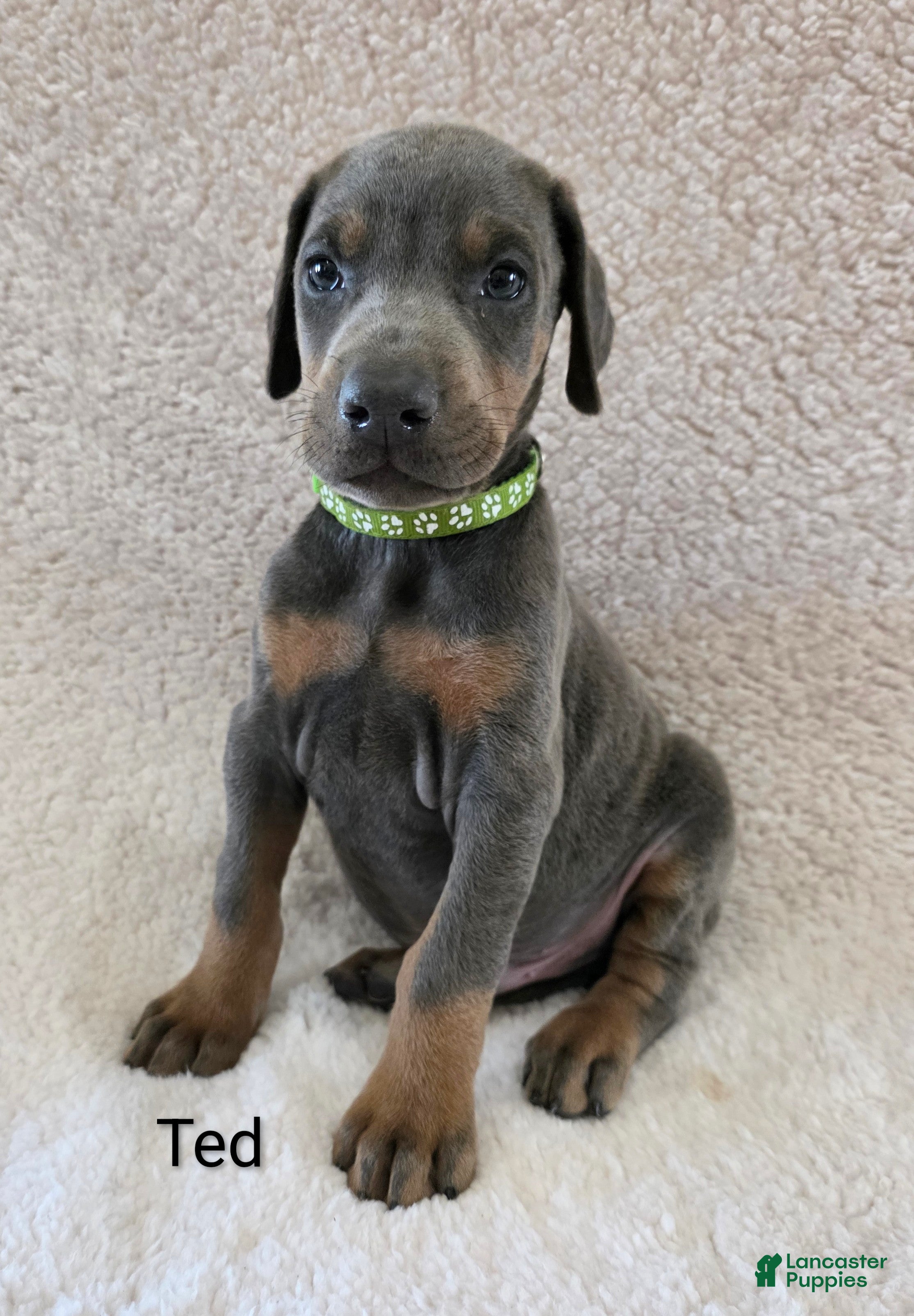 Doberman Pinscher dogs Doberman Pinscher Puppy 2 - Ad 22