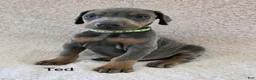 Doberman Pinscher dogs for sale: Doberman Pinscher Puppy 2 - Ad 2