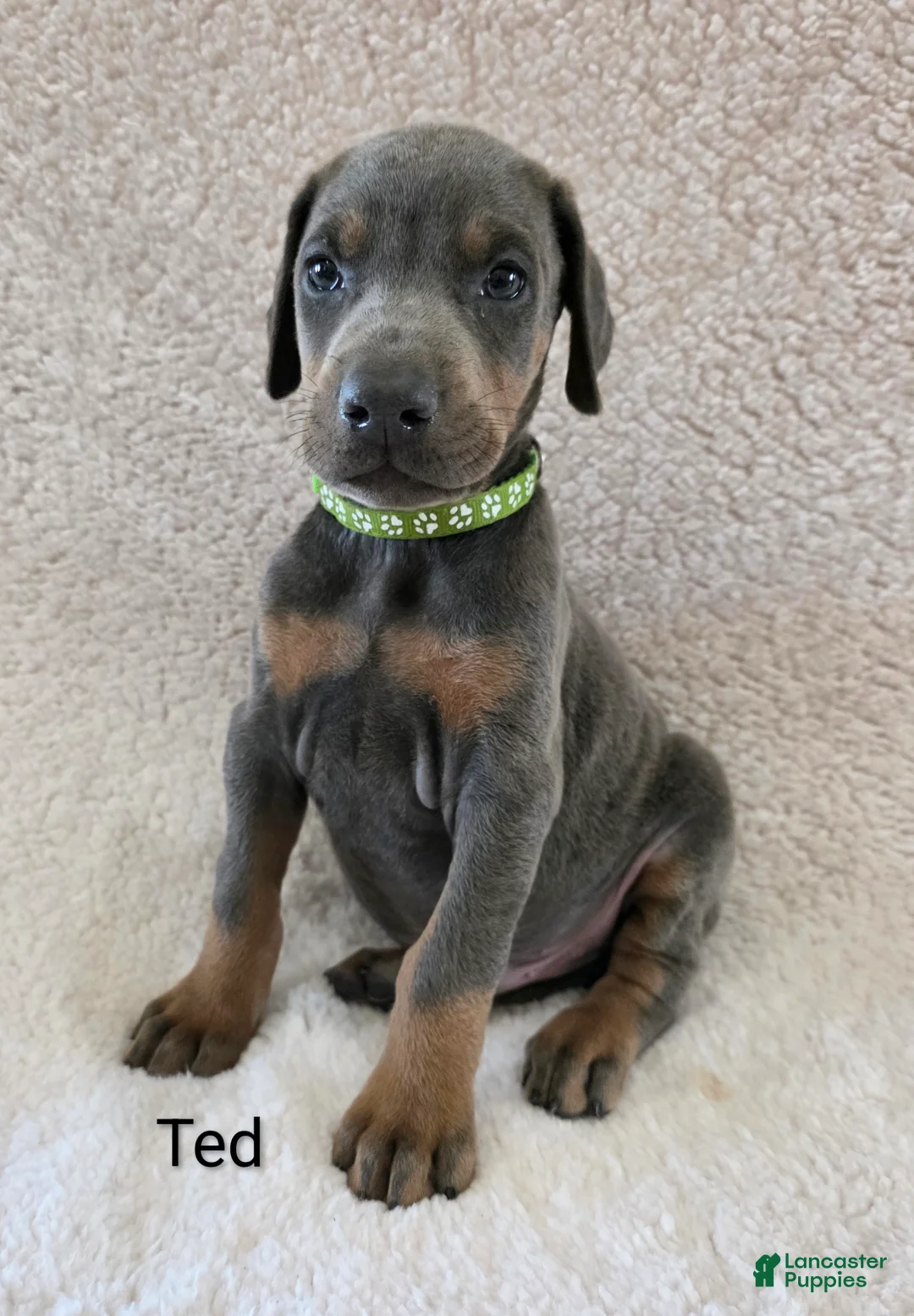 Doberman Pinscher dogs for sale: Doberman Pinscher Puppy 2 - Ad 2