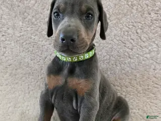 Doberman Pinscher dogs Doberman Pinscher Puppy 2 - Ad 11