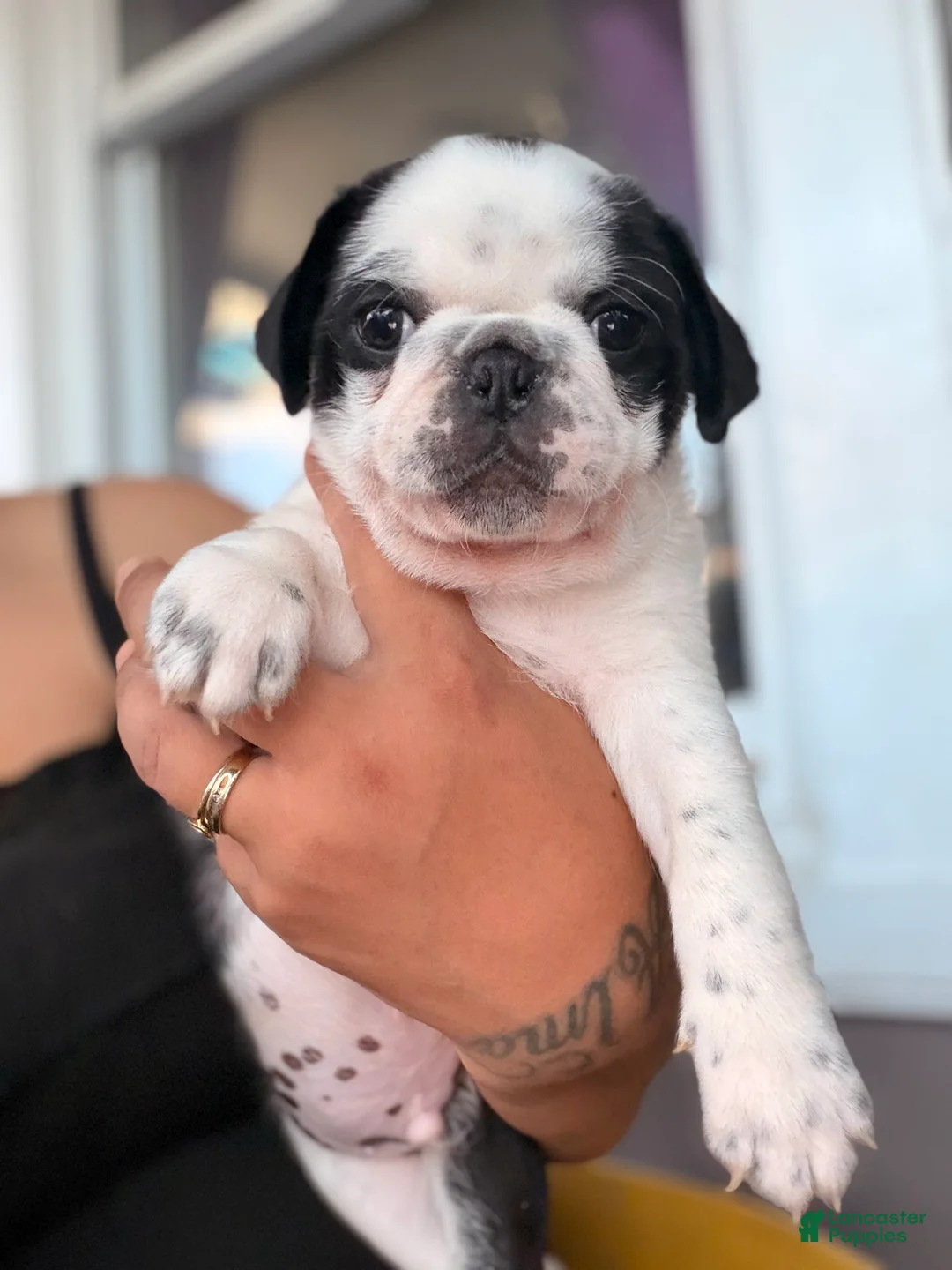 Pug dogs for sale: Pug Puppy 5 Apolo - Ad 1