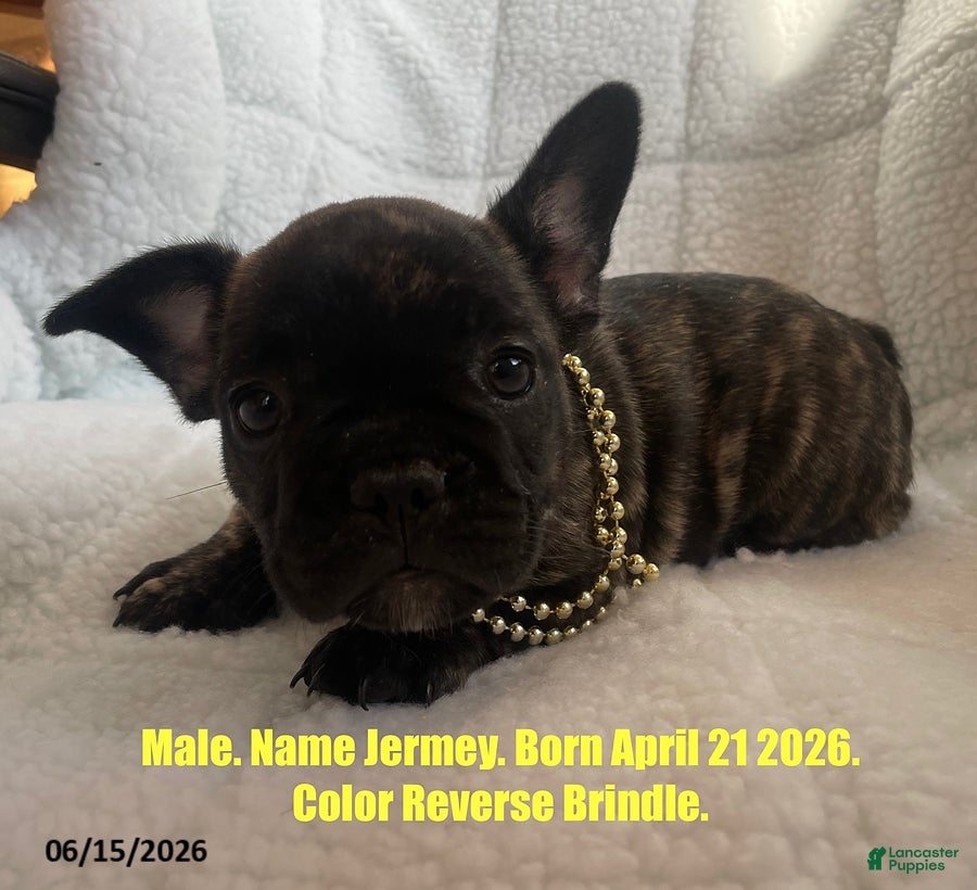 French Bulldog dogs Jeremy - Ad 1
