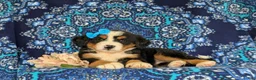 Bernese Mountain Dog dogs for sale: Falon - Ad 5