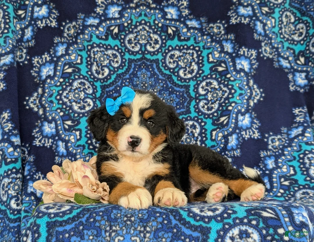Bernese Mountain Dog dogs for sale: Falon - Ad 5