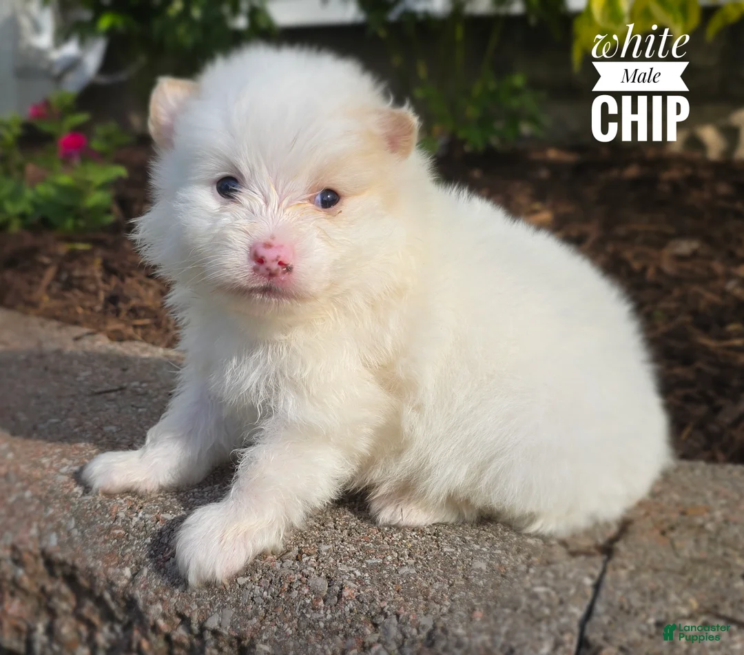 Pomeranian dogs for sale: Chip ( White) - Ad 1
