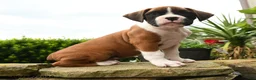 Boxer dogs for sale: Todd - Ad 1