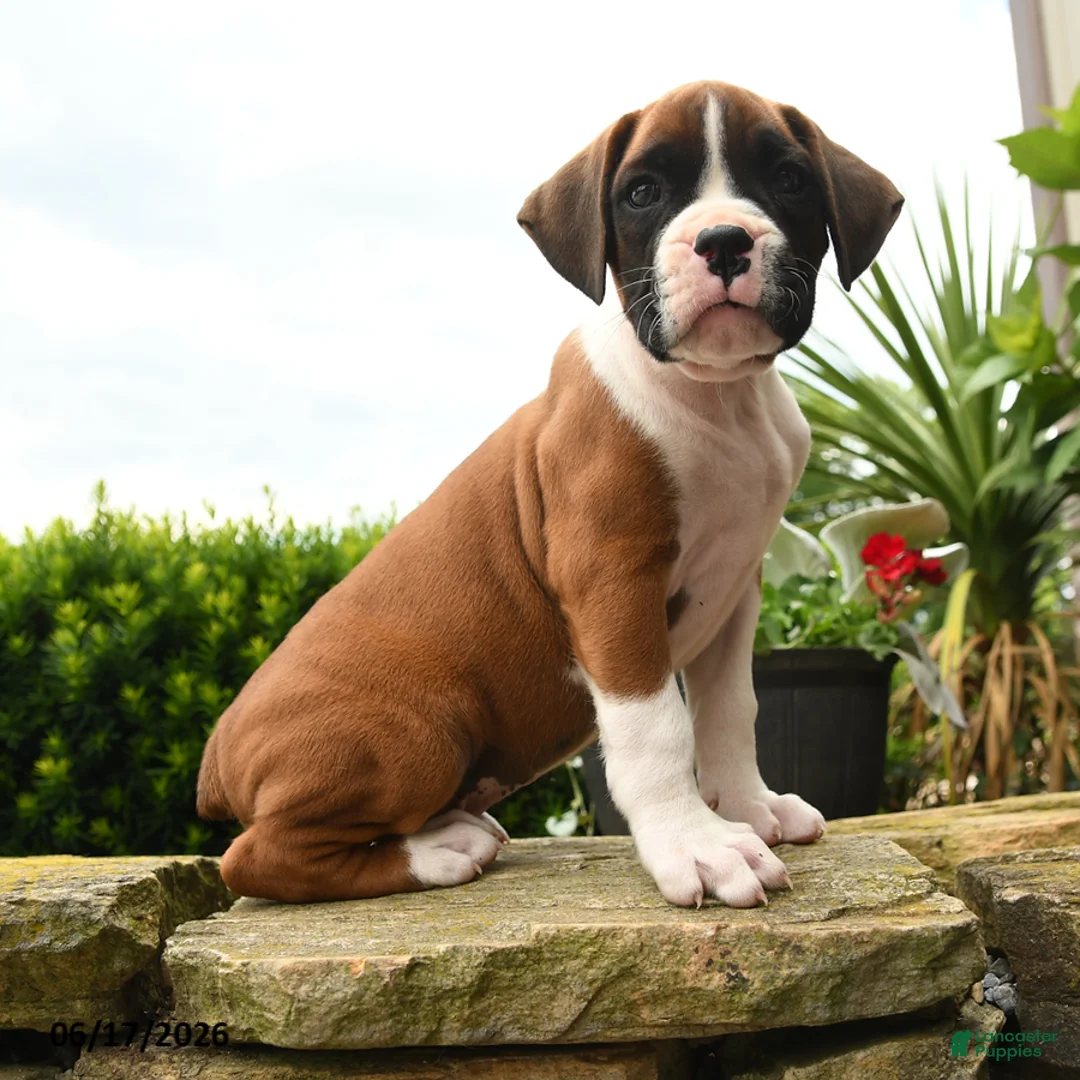 Boxer dogs for sale: Todd - Ad 1