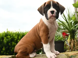 Boxer dogs for sale: Todd - Ad 2