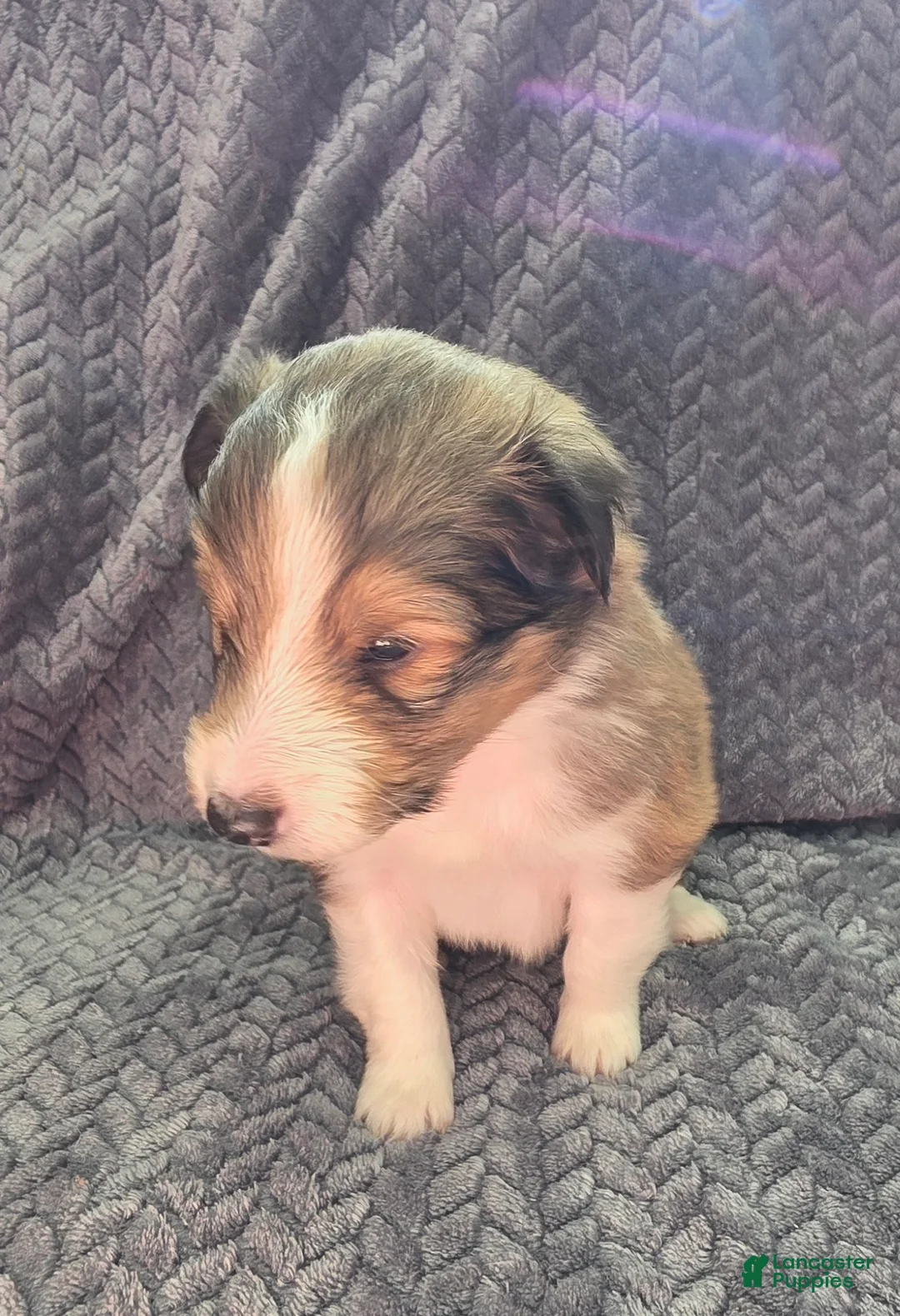 Shetland Sheepdog dogs for sale: Meridius - Ad 2