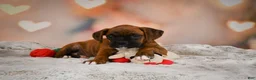 Boxer dogs for sale: Missy - Ad 11