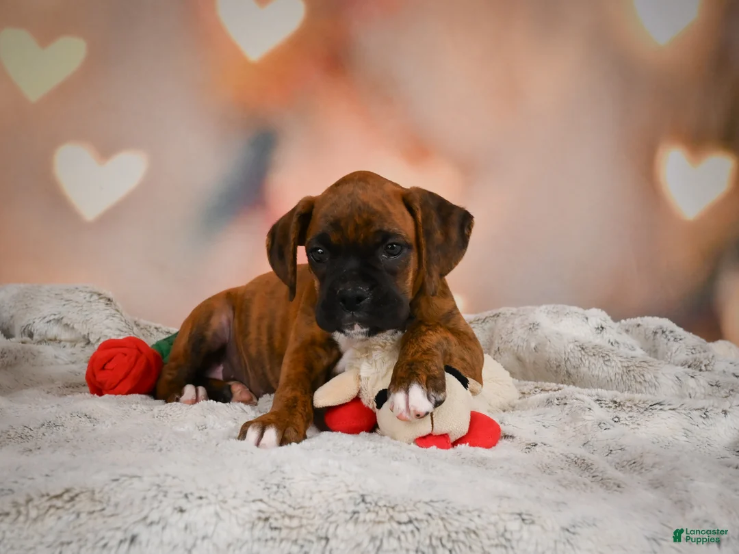 Boxer dogs for sale: Missy - Ad 11