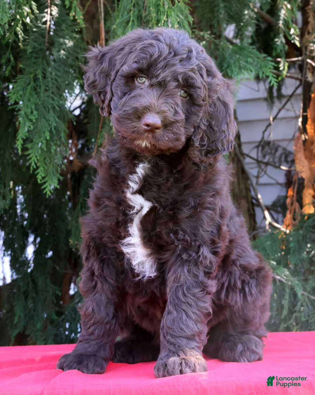 Newfypoo dogs for sale: Addi - Ad 2